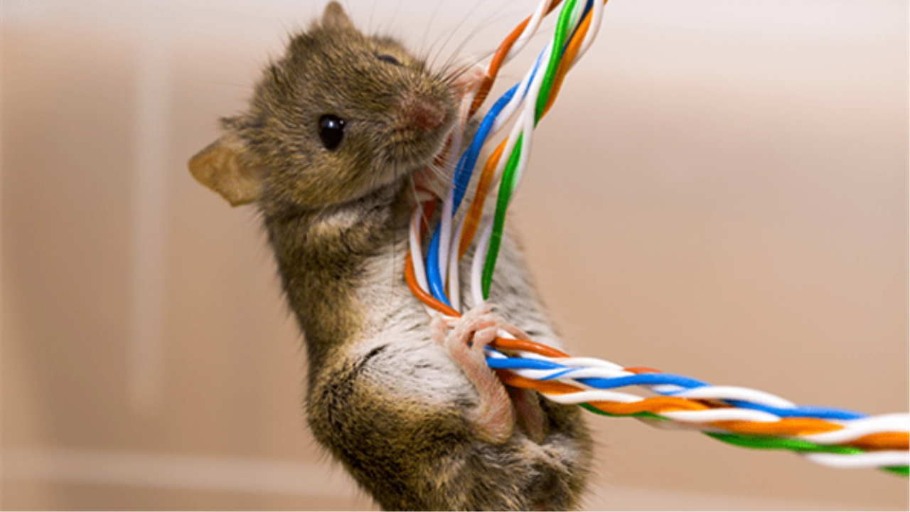 电线电缆经常被老鼠啃咬造成困扰